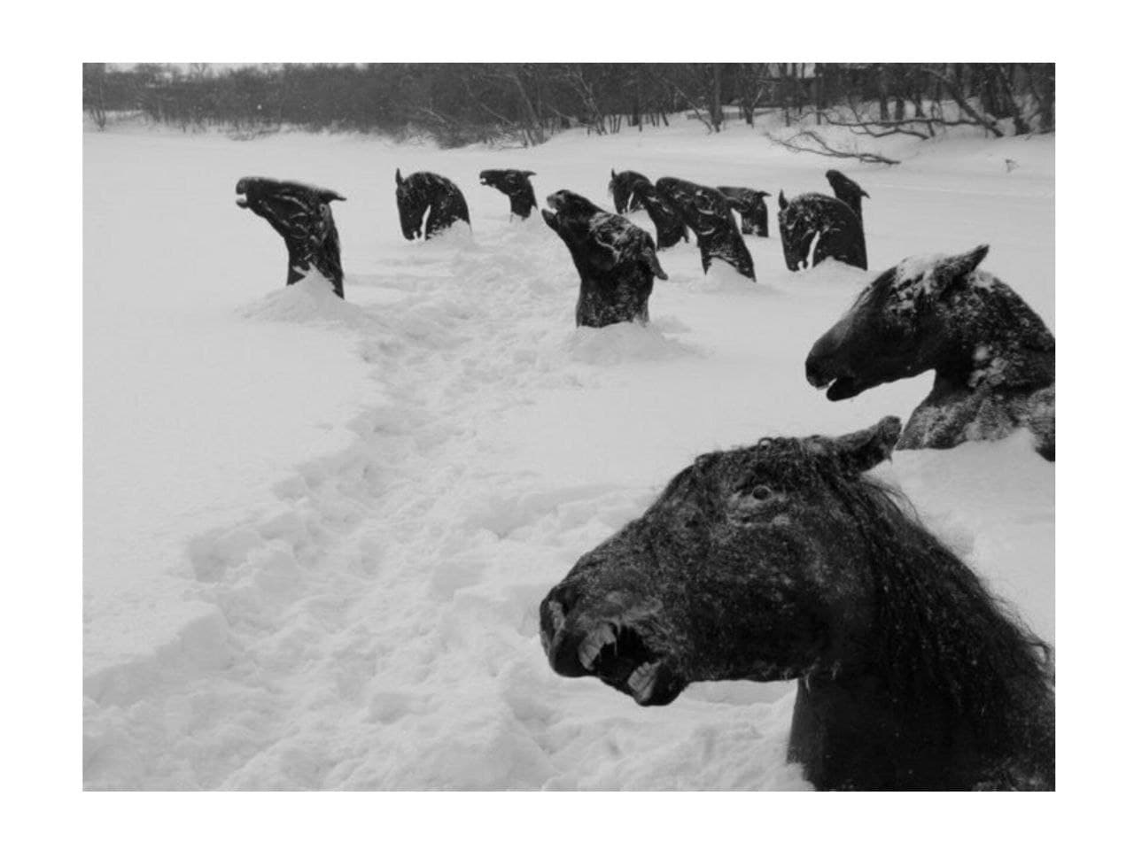 یکی از تاثیرگذارترین و شاید نمادین‌ترین بخش‌های رمان «قربانی» اثر کورتزیو مالاپارته، صحنه‌‌ی مربوط به یخ‌زدن‌ِ اسب‌هاست؛ صحنه‌ای سرشار از درد، سکوت، و بی‌رحمی طبیعت و تاریخ [برای انسان]. در این بخش، مالاپارته توصیف می‌کند که چگونه اسب‌هایی در سرمای طاقت‌فرسای زمستان در حال عبور از رودخانه هستند، اما پیش از آن‌که به آن‌ سوی آب برسند، ناگهان در میانه‌ی رود یخ می‌زنند. بدن‌های‌شان به شکلی ایستاده در یخ باقی می‌ماند: منجمد، در حالِ حرکت، اما برای همیشه متوقف شده‌اند. تصویر اسب‌هایی که با چشمانِ باز، سر بالا، و پاهایی در حال گام‌برداشتن در یخ جاودانه شده‌اند، تصویری‌ست کابوس‌گونه از مرگ، انجماد/توقفِ تاریخ، و خشونت بی‌کلام طبیعت و جنگ. صحنه‌ای که مالاپارته از مرگ اسب‌ها ترسیم می‌کند، فراتر از یک تصویر صرفاً تراژیک است. این صحنه بیشتر تمثیلی‌ست از انسان‌هایی که در میانه‌ راه، میانِ گذشته و آینده، میانِ زندگی و مرگ، درگیرِ سکون و بی‌پناهی شده‌اند. در دنیای مالاپارته، اسب‌ها فقط حیوان نیستند، بلکه استعاره‌ای از انسان‌هایی‌اند که در هیاهوی تاریخ (در دنیای بی‌رحمِ جنگ‌ها)، بی‌آن‌که بدانند چرا یا چگونه، از حرکت بازمی‌مانند و در لحظه‌ای ابدی از رنج منجمد می‌شوند.